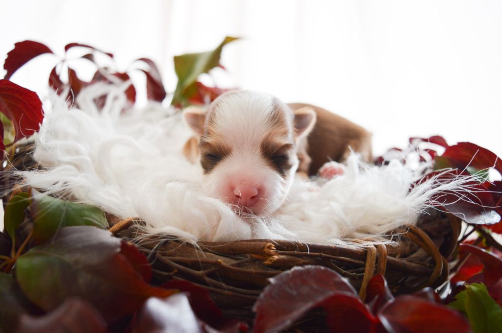 de La Lune Havanaise - Chiot disponible  - Bichon Havanais