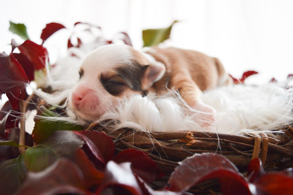 de La Lune Havanaise - Chiot disponible  - Bichon Havanais