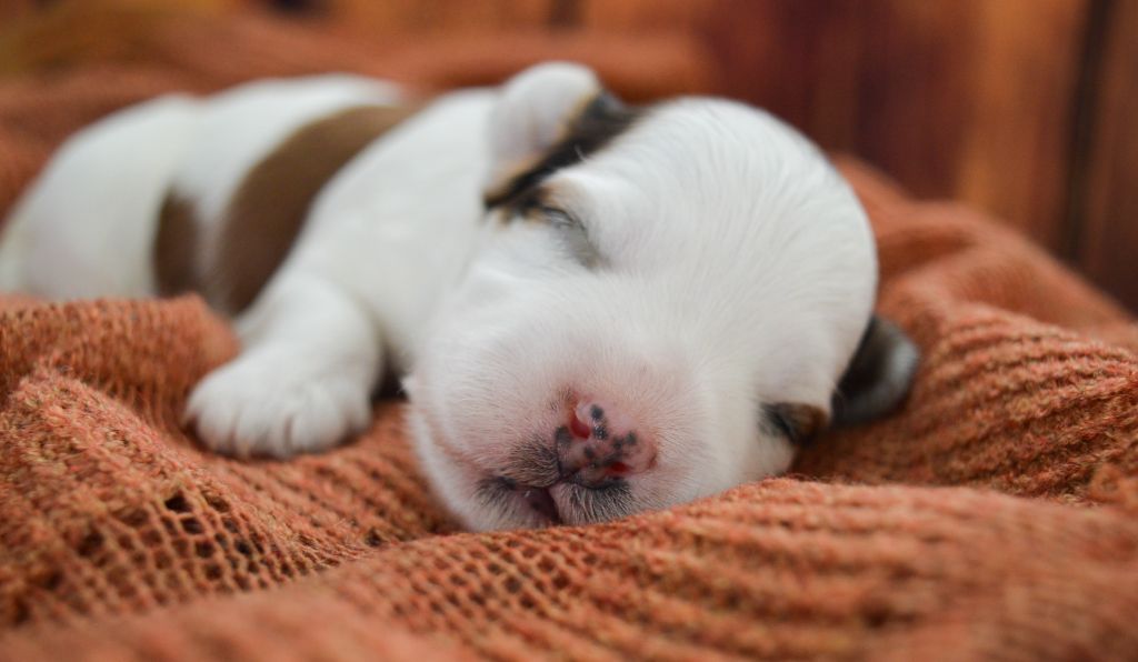 de La Lune Havanaise - Chiots disponibles - Bichon Havanais