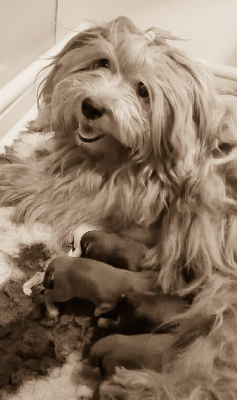 Chiot Bichon Havanais de La Lune Havanaise