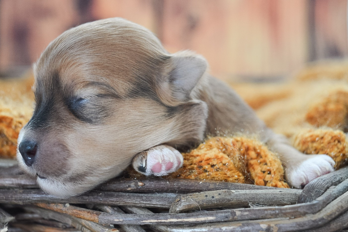 de La Lune Havanaise - Chiots disponibles - Bichon Havanais