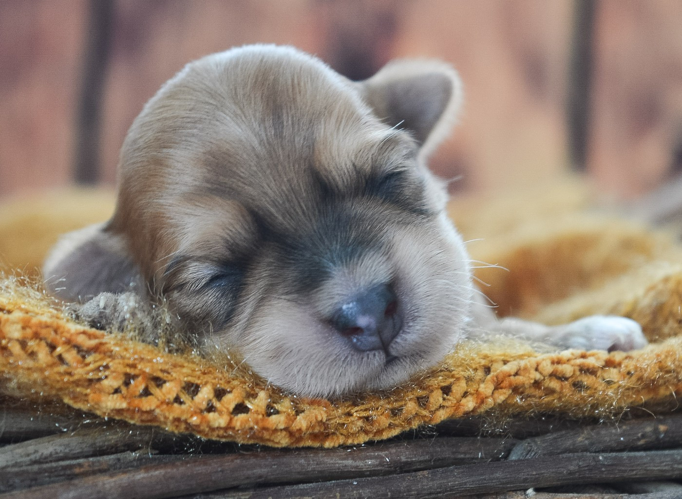 de La Lune Havanaise - Chiots disponibles - Bichon Havanais