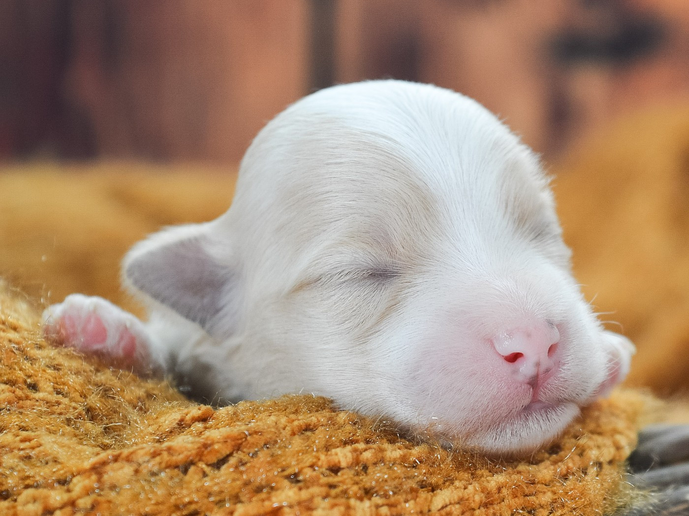 de La Lune Havanaise - Chiots disponibles - Bichon Havanais