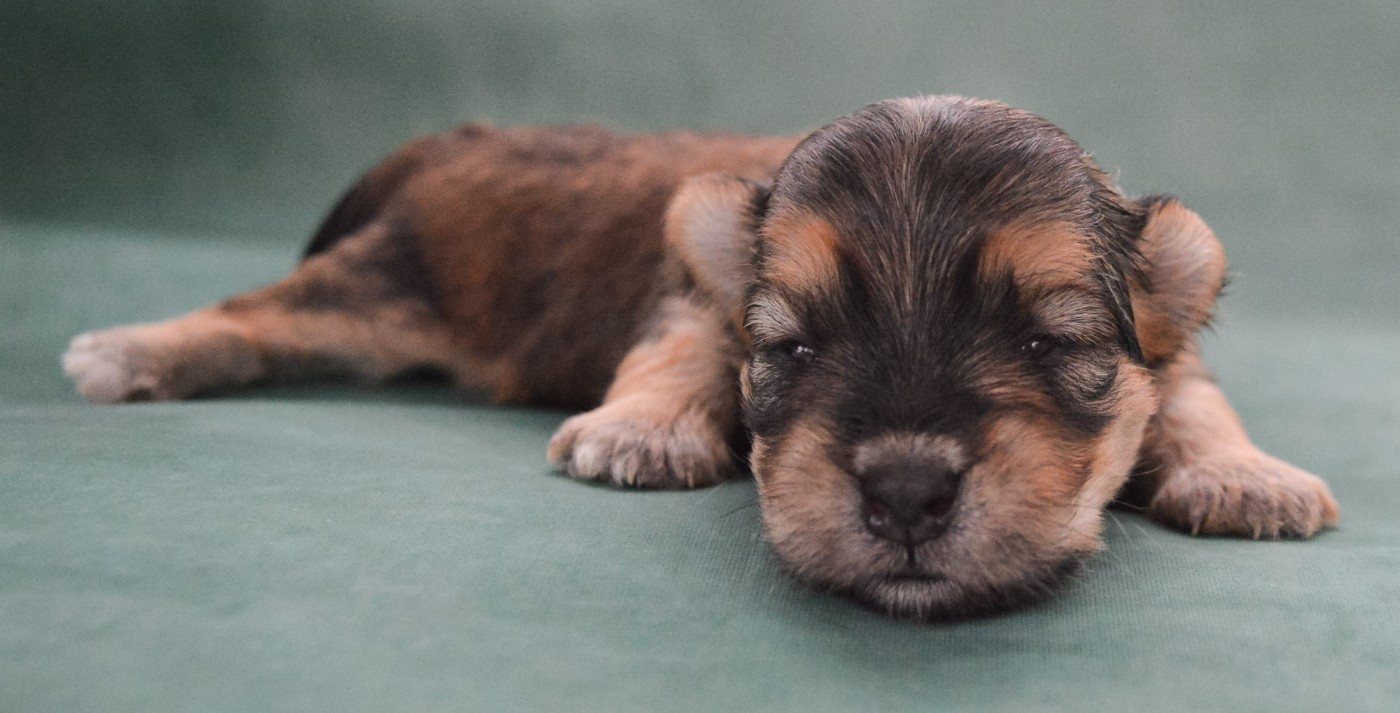 de La Lune Havanaise - Chiots disponibles - Bichon Havanais