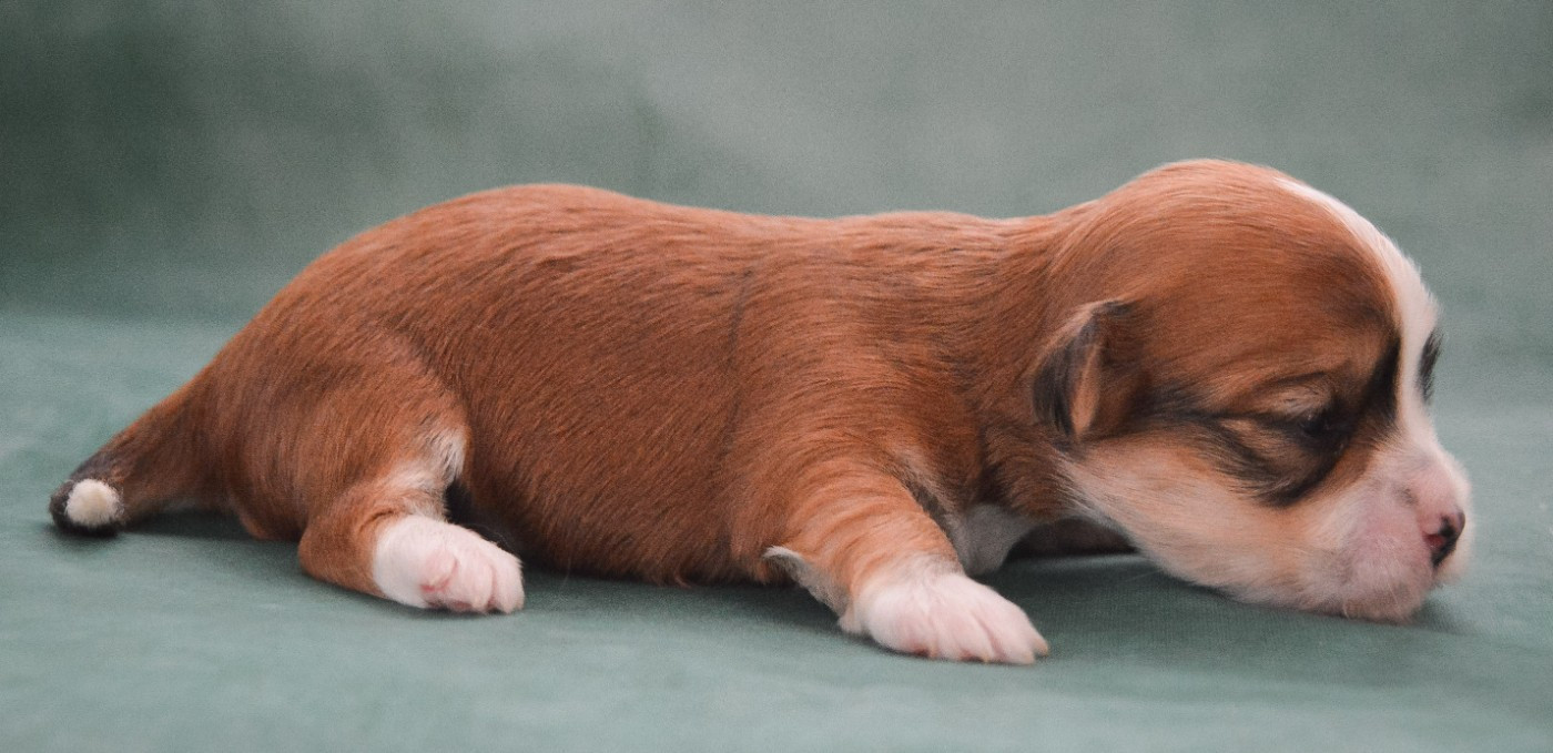 de La Lune Havanaise - Chiots disponibles - Bichon Havanais