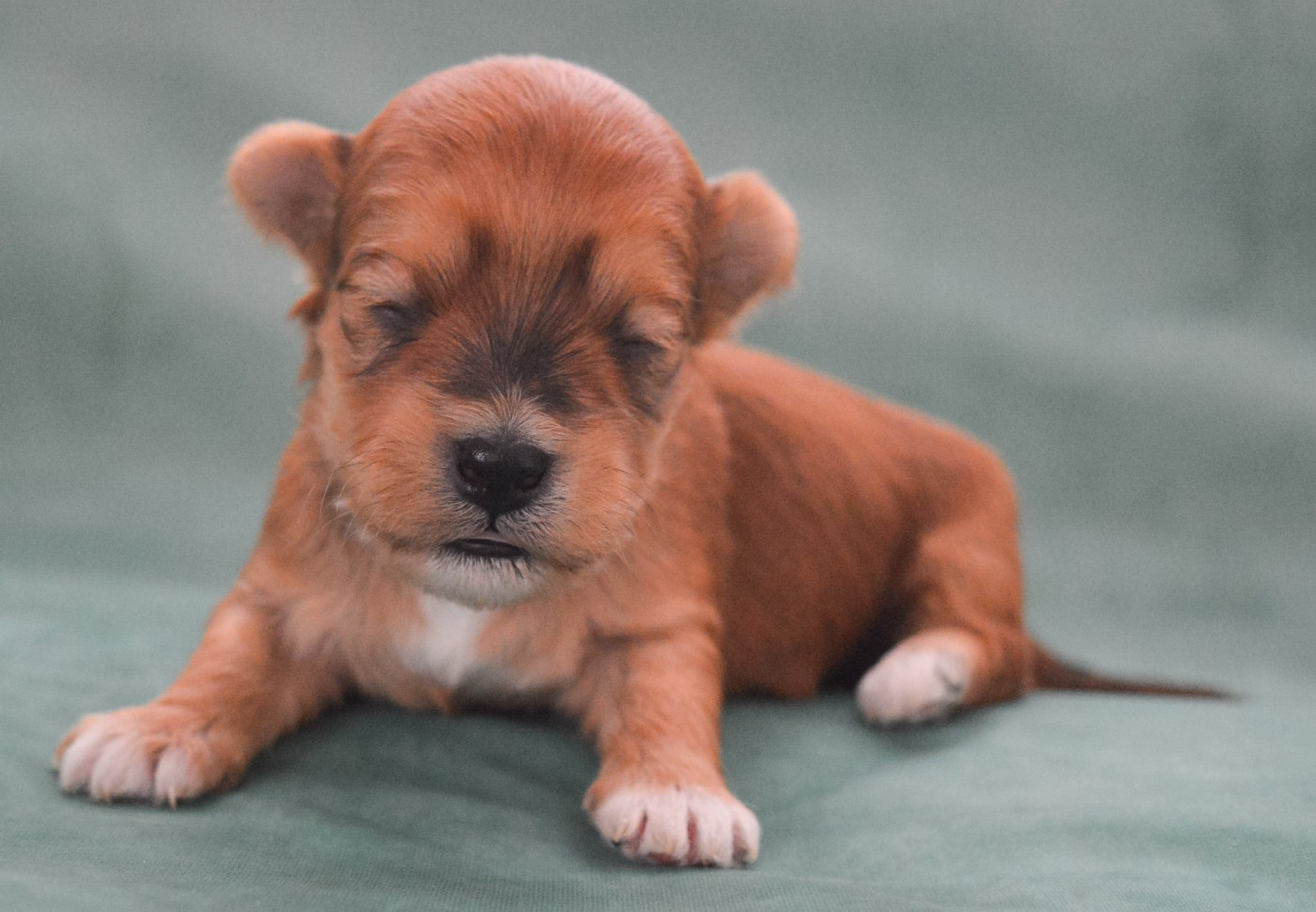 de La Lune Havanaise - Chiots disponibles - Bichon Havanais