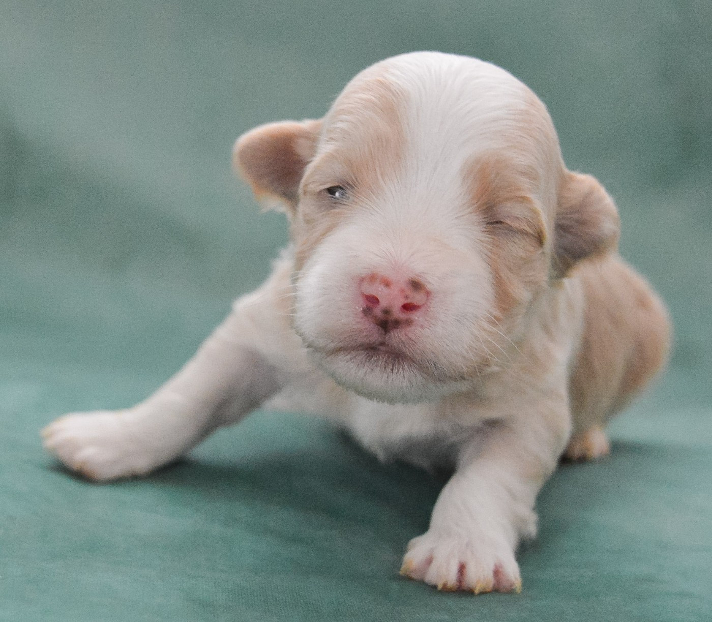 de La Lune Havanaise - Chiots disponibles - Bichon Havanais