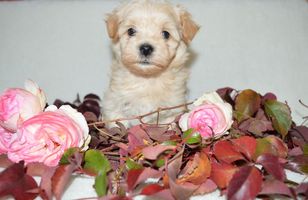 de La Lune Havanaise - Bichon Havanais - Portée née le 23/09/2023