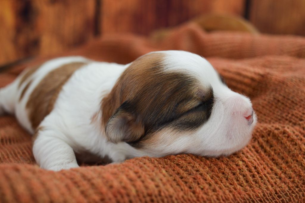 de La Lune Havanaise - Chiots disponibles - Bichon Havanais