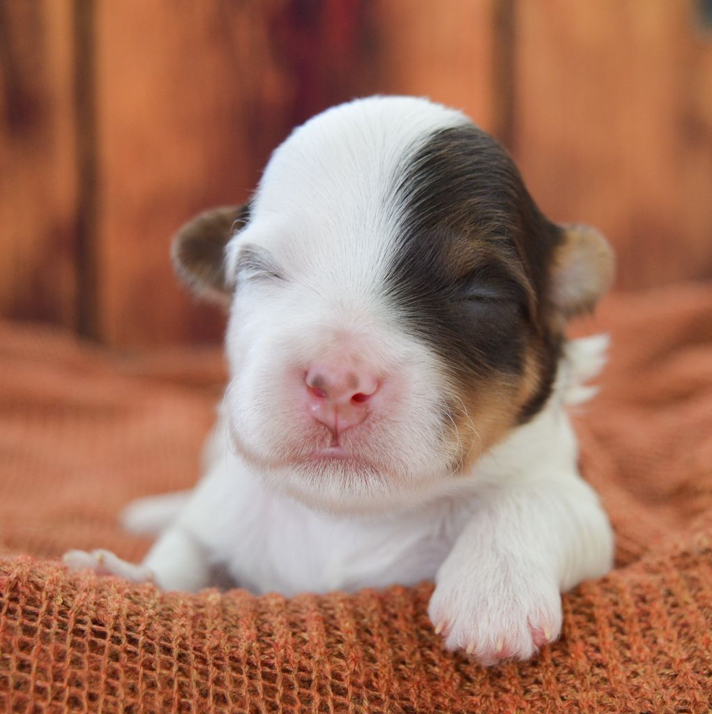 de La Lune Havanaise - Chiots disponibles - Bichon Havanais