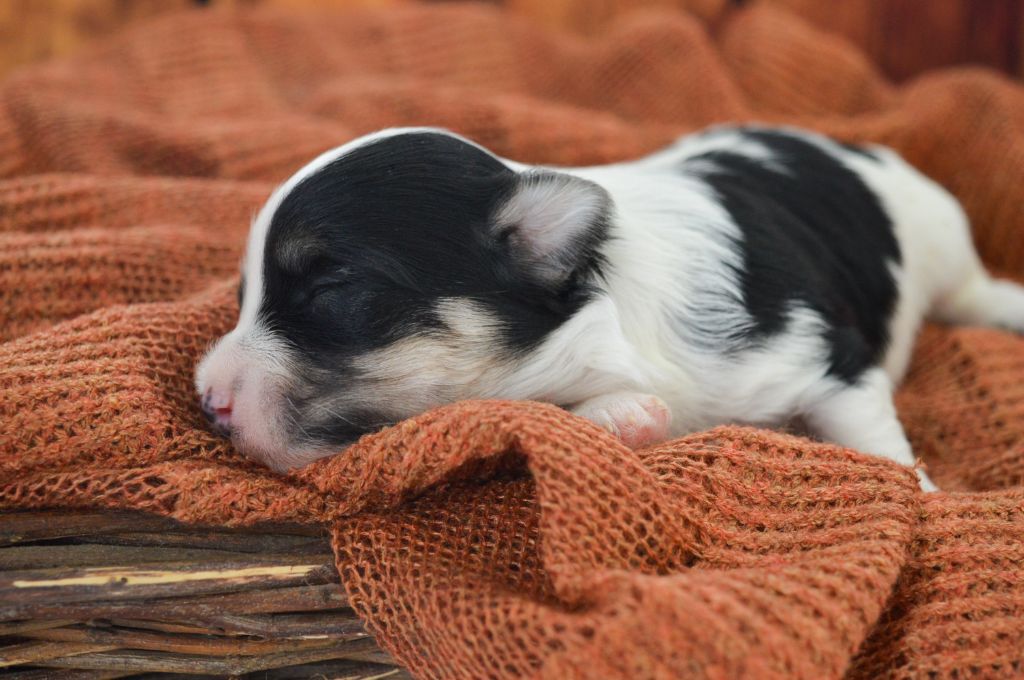 de La Lune Havanaise - Chiots disponibles - Bichon Havanais