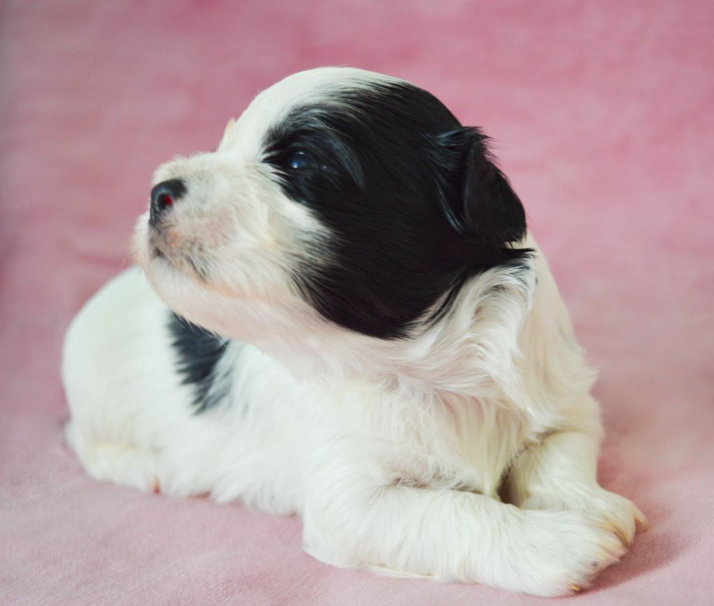 de La Lune Havanaise - Chiots disponibles - Bichon Havanais