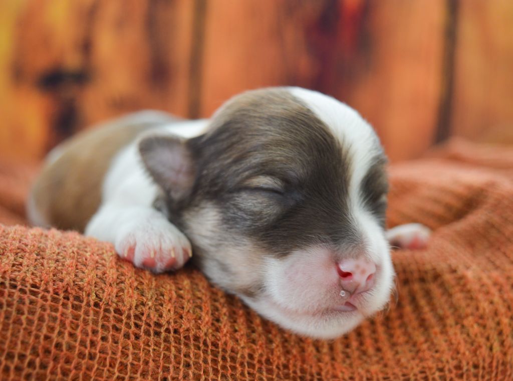 de La Lune Havanaise - Chiots disponibles - Bichon Havanais