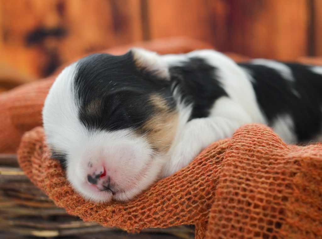 de La Lune Havanaise - Chiots disponibles - Bichon Havanais
