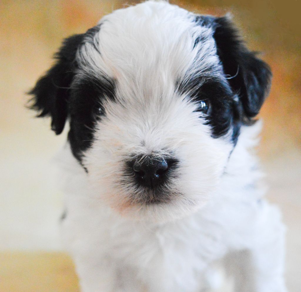 de La Lune Havanaise - Chiots disponibles - Bichon Havanais