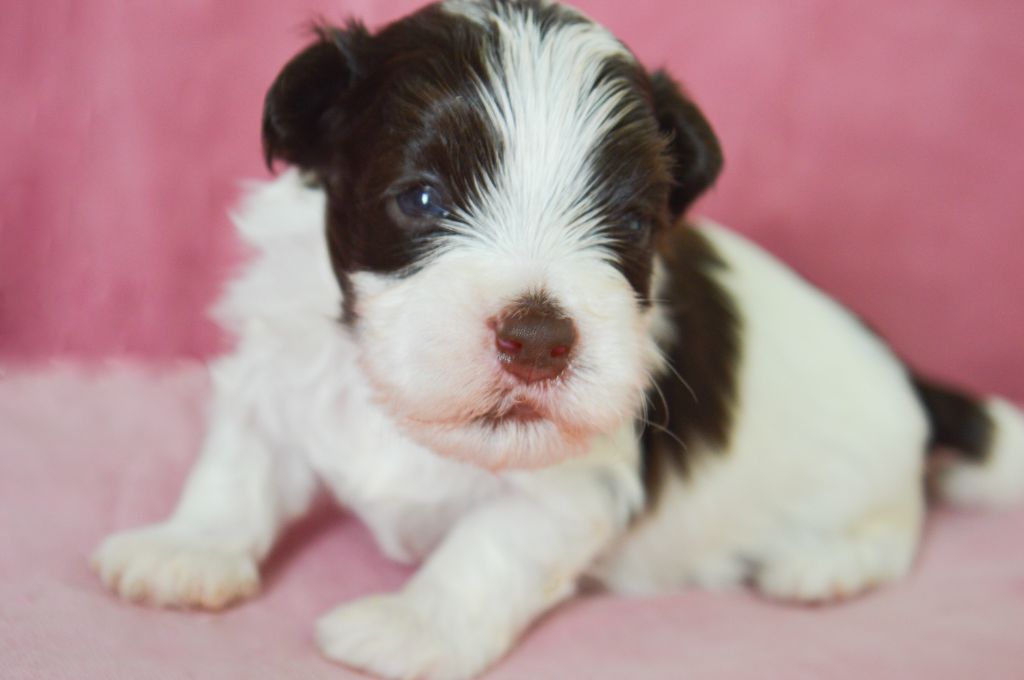 de La Lune Havanaise - Chiots disponibles - Bichon Havanais